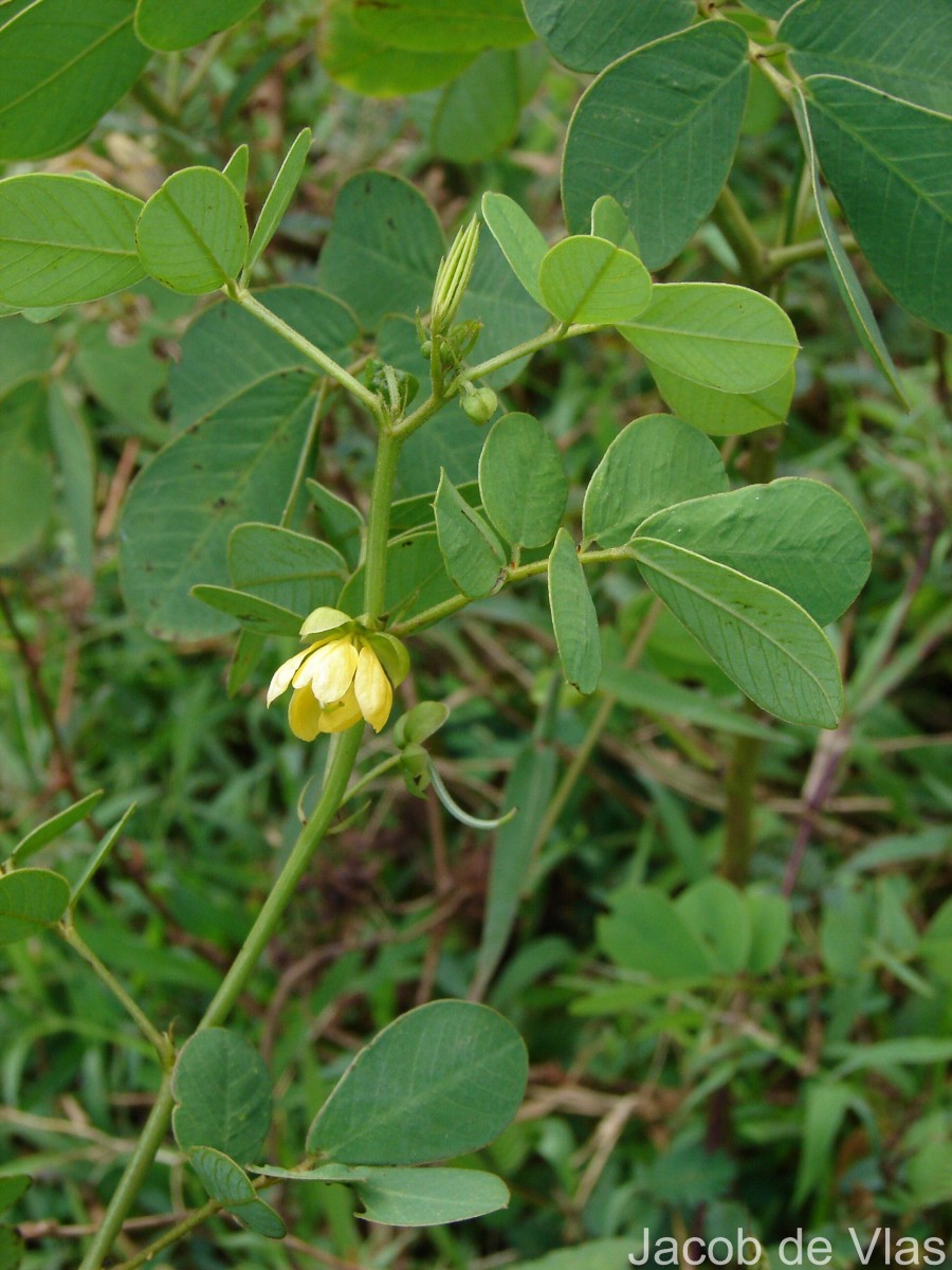 Senna tora (L.) Roxb.